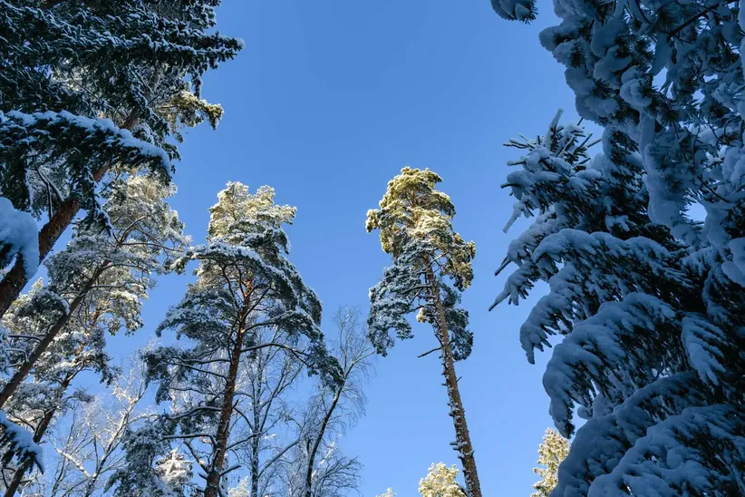 Area of the hike when looking up