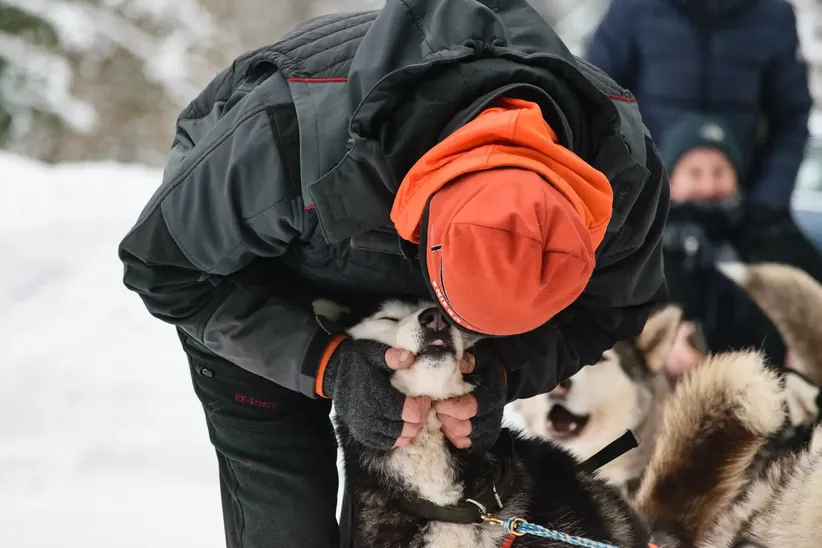 Interaction between the owner and the husky