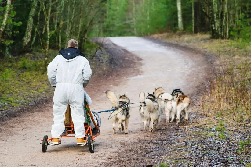 Husky dog sledding through a forest in Latvia