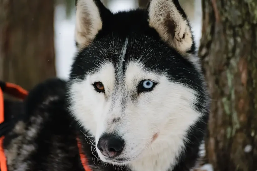 It's common for us to have differently colored eyes