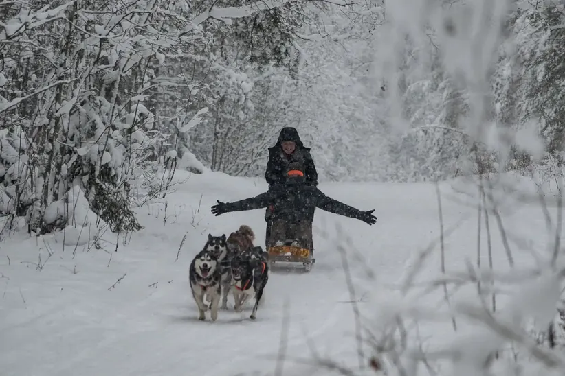 Adventure and excitement of husky dog sledding