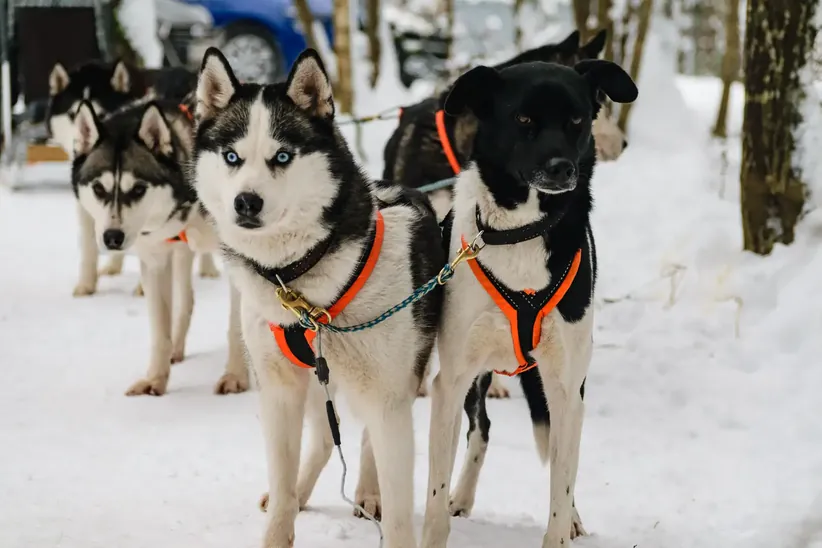 Husky team ready to go