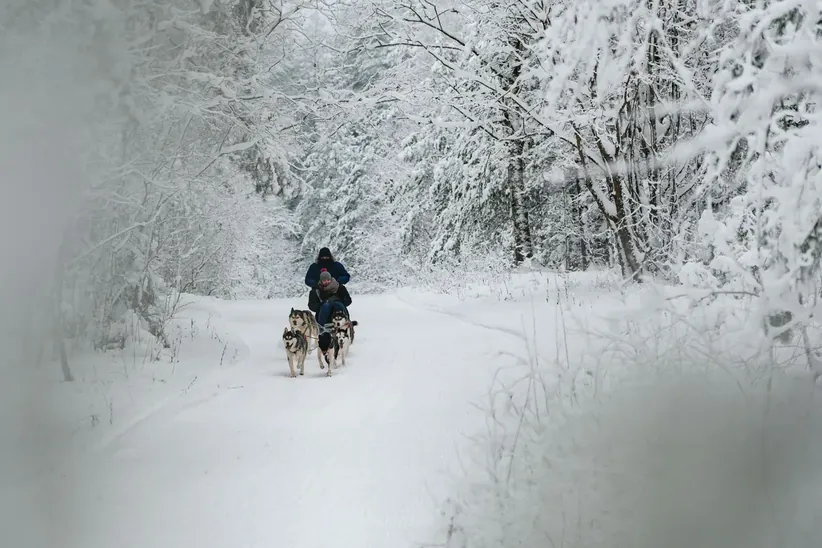 Dog sledding through the winter landscape