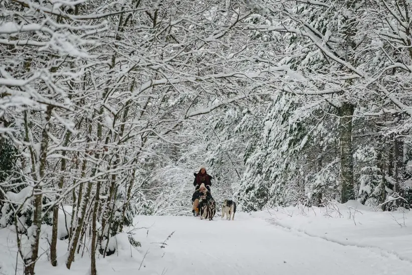 Husky dog sledding through a snowy forest in Latvia